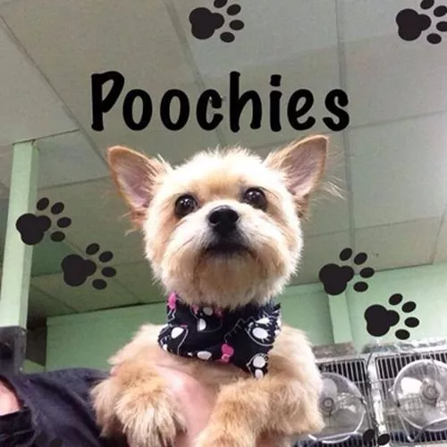 Poochie's Pet Club, California, Visalia
